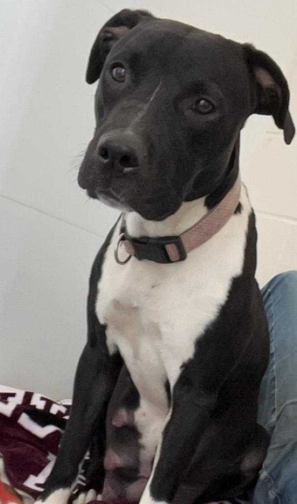 Jenny, a Adoptable Pit Bull Terrier in Portland, IN image 2/6