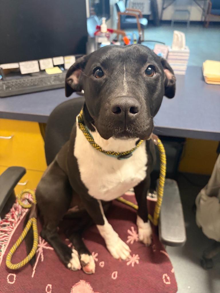 Enlarge Jenny, a Adoptable Pit Bull Terrier in Portland, IN image 4/6