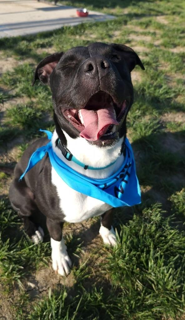 Jenny, a Adoptable Pit Bull Terrier in Portland, IN image 3/6