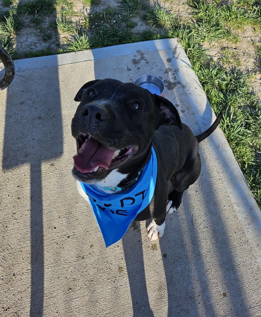Jenny, a Adoptable Pit Bull Terrier in Portland, IN image 4/6