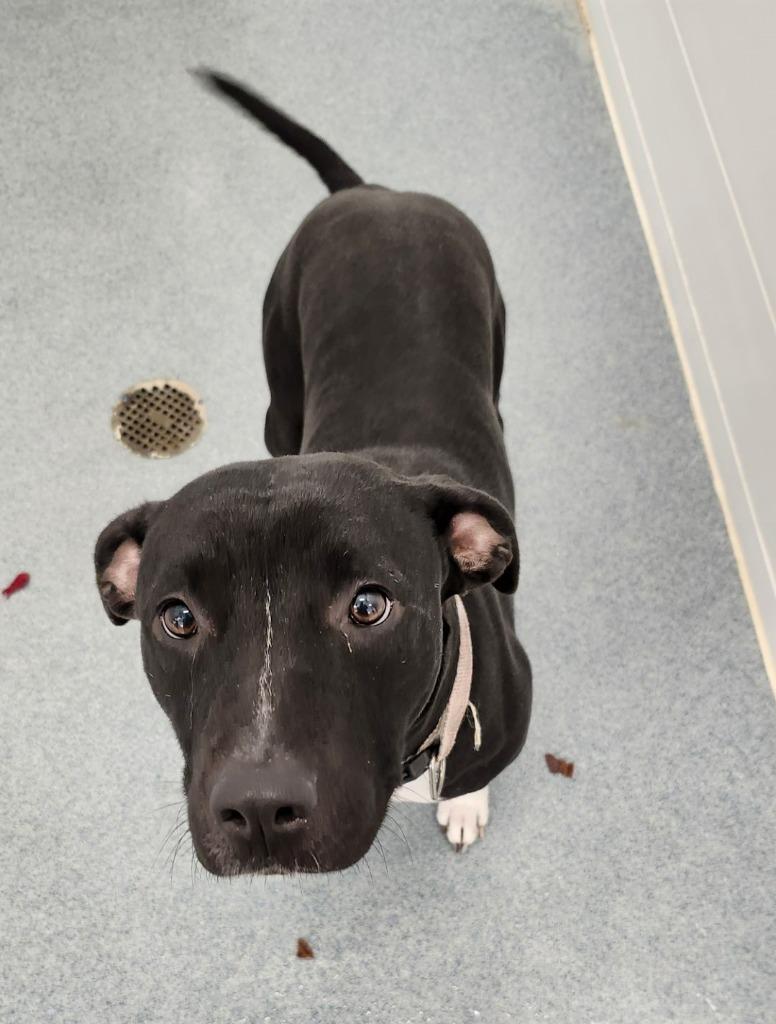 Enlarge Jenny, a Adoptable Pit Bull Terrier in Portland, IN image 5/6