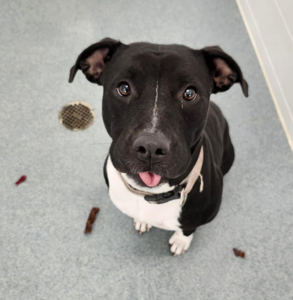 Jenny, a Adoptable Pit Bull Terrier in Portland, IN image 6/6