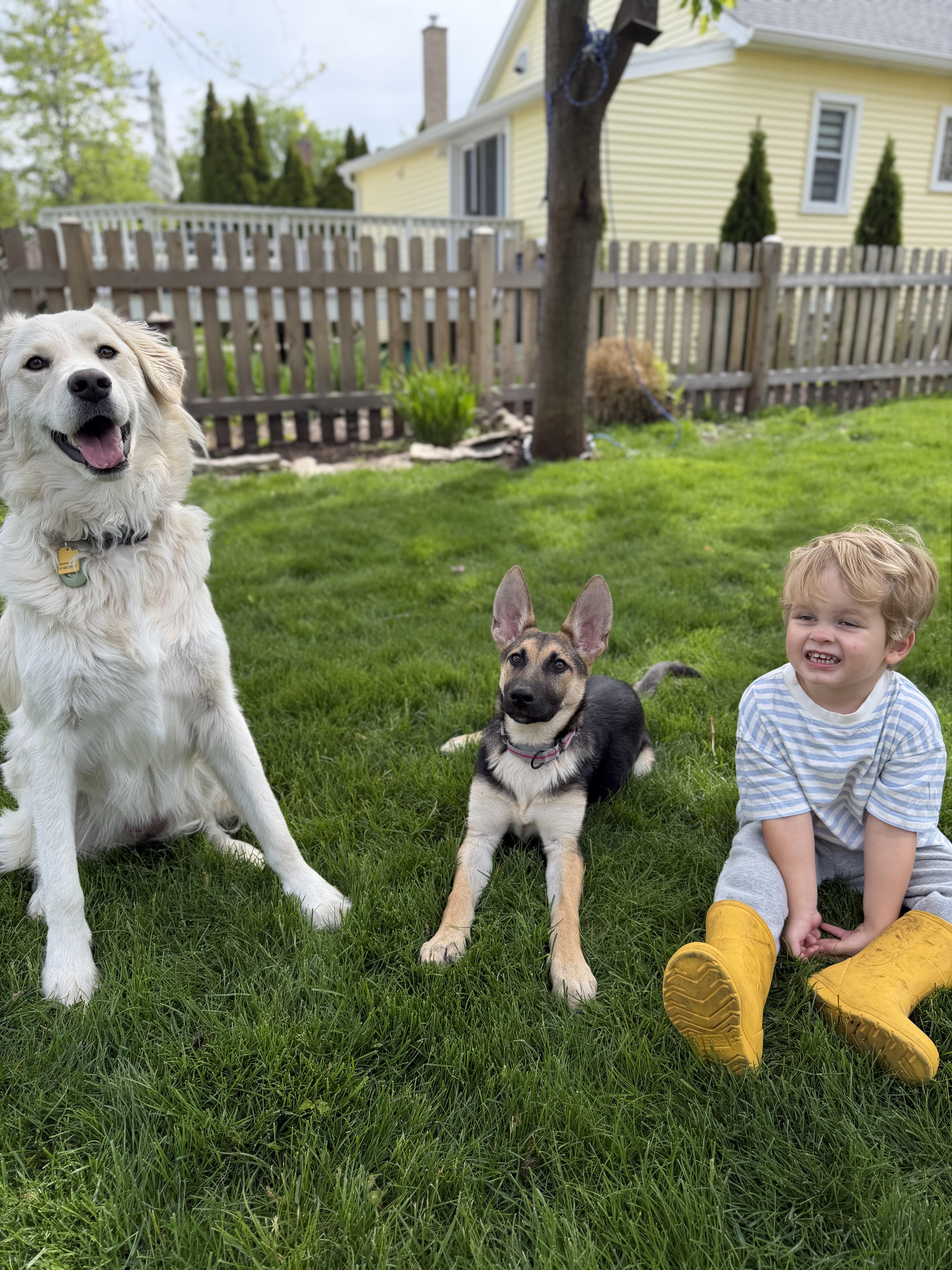 Lucy, adopted, Puppy Female German Shepherd Dog.