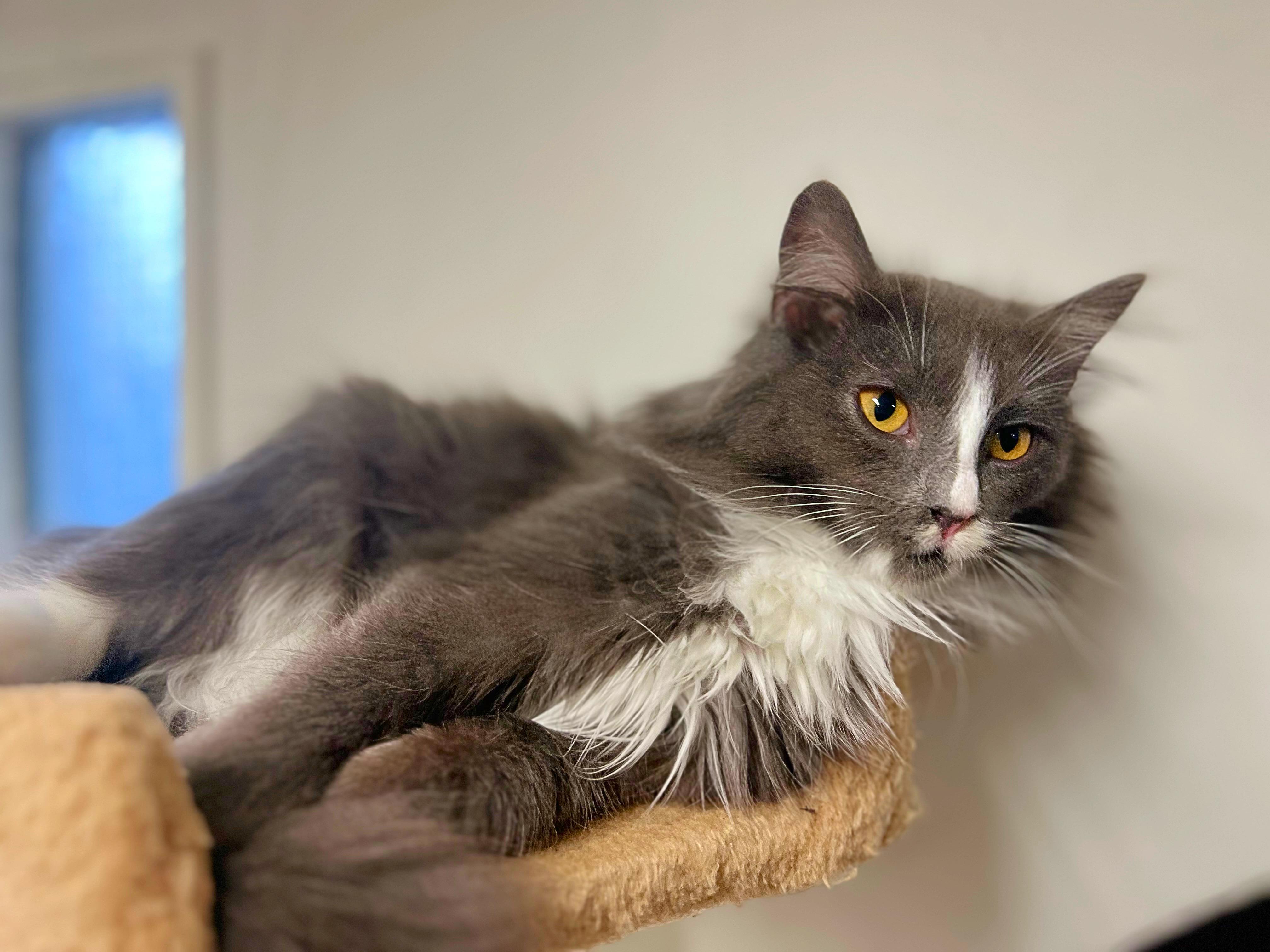 Queenie the golden eyed cutie!, Adoptable, Kitten Female Norwegian Forest Cat & Domestic Long Hair.