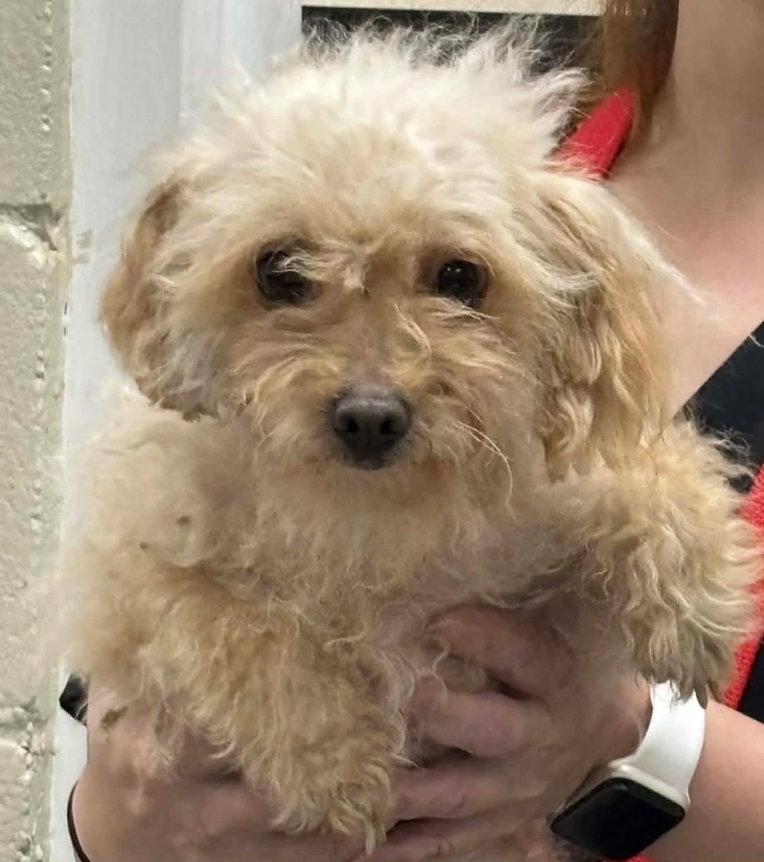 China, adopted, Adult Female Maltipoo.