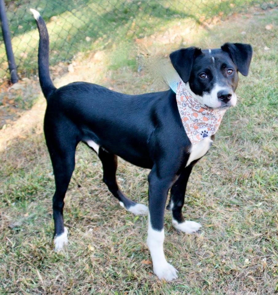 Enlarge Kelso, a Adoptable mixed breed in Hopkinton, MA image 5/6
