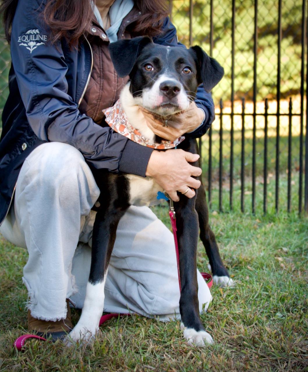 Enlarge Kelso, a Adoptable mixed breed in Hopkinton, MA image 4/6