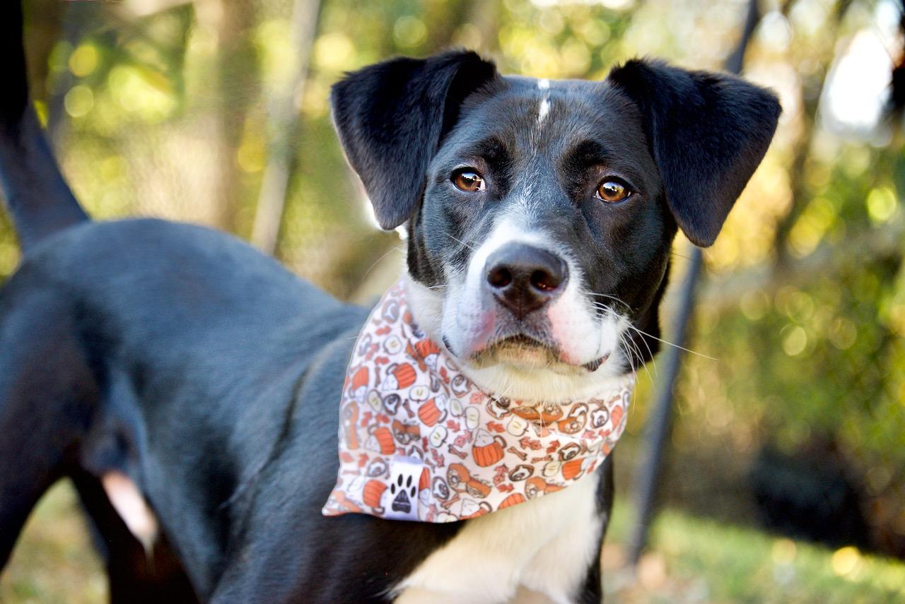 Enlarge Kelso, a Adoptable mixed breed in Hopkinton, MA image 6/6