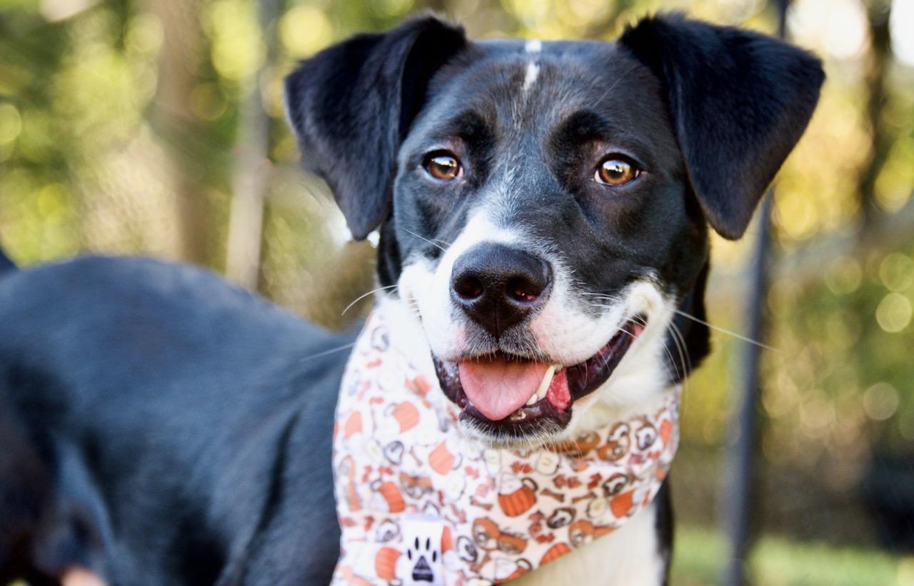 Kelso, Adoptable, Young Male Labrador Retriever.