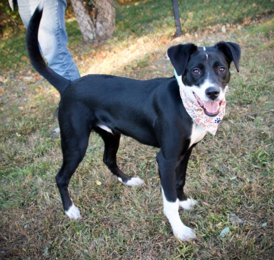 Enlarge Kelso, a Adoptable mixed breed in Hopkinton, MA image 2/6