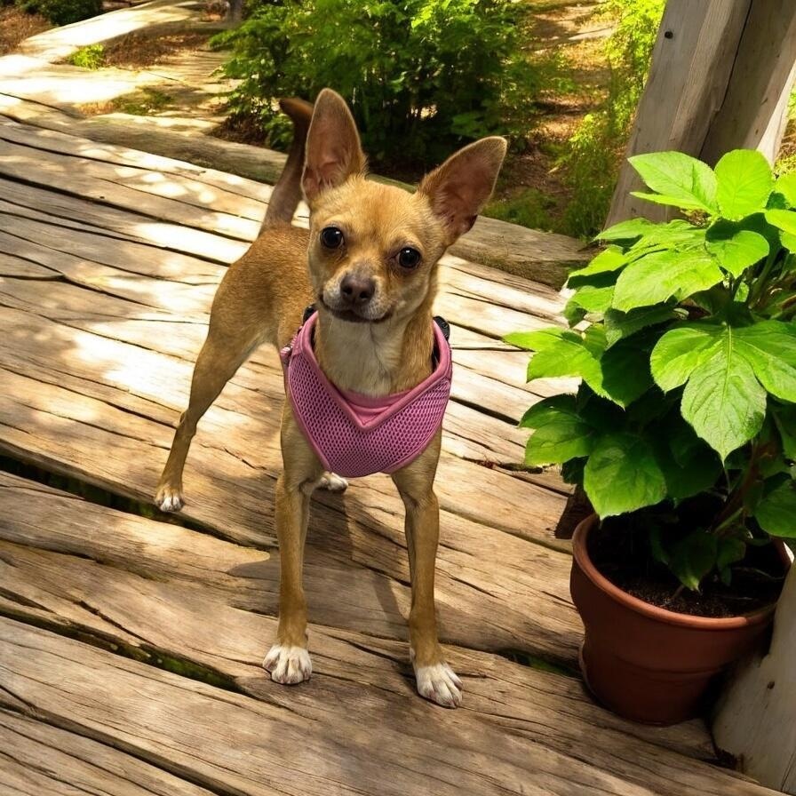 Minnie, Young Female Chihuahua