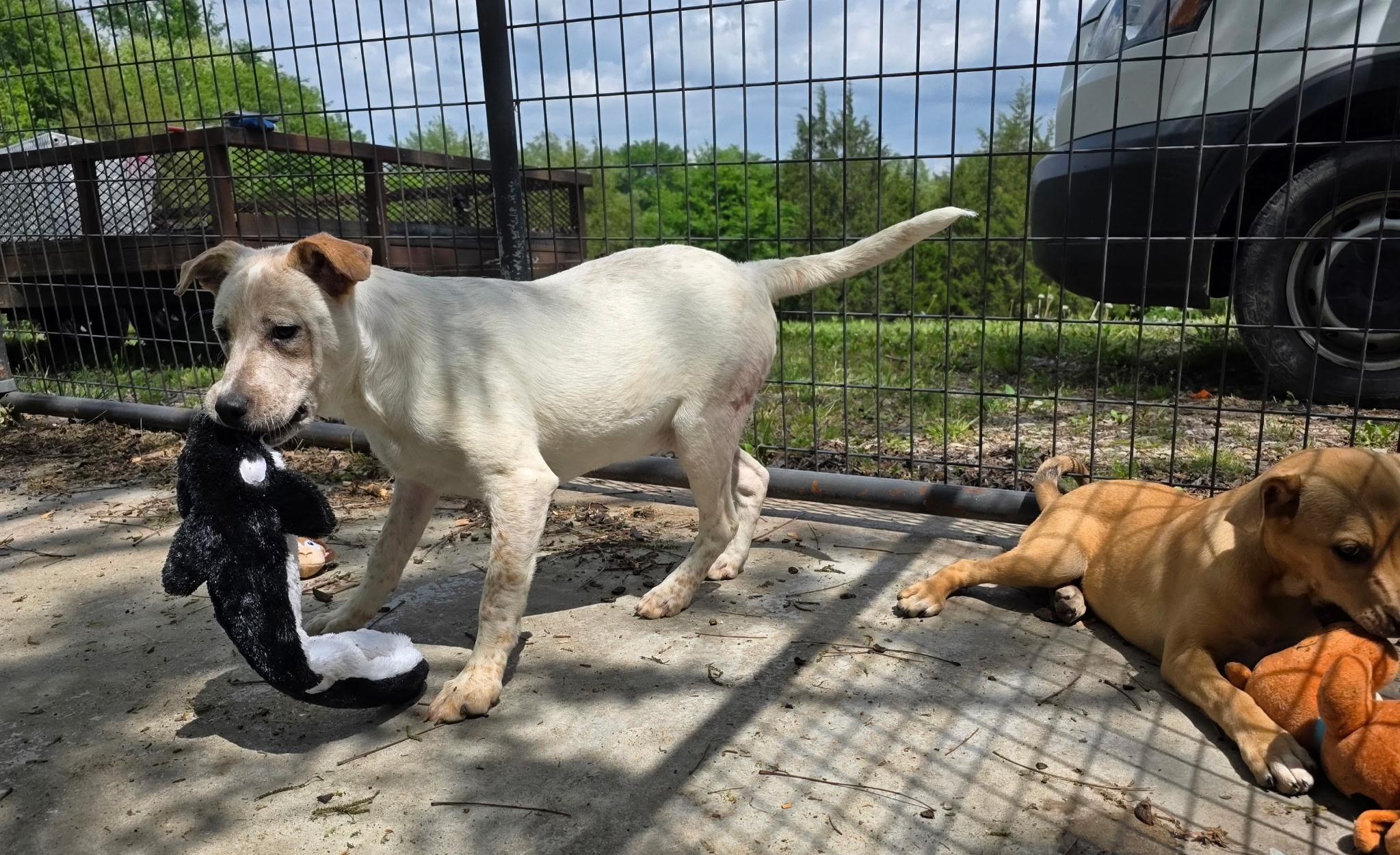 Enlarge Dragon Lee , a Adoptable mixed breed in Watertown, CT image 5/5