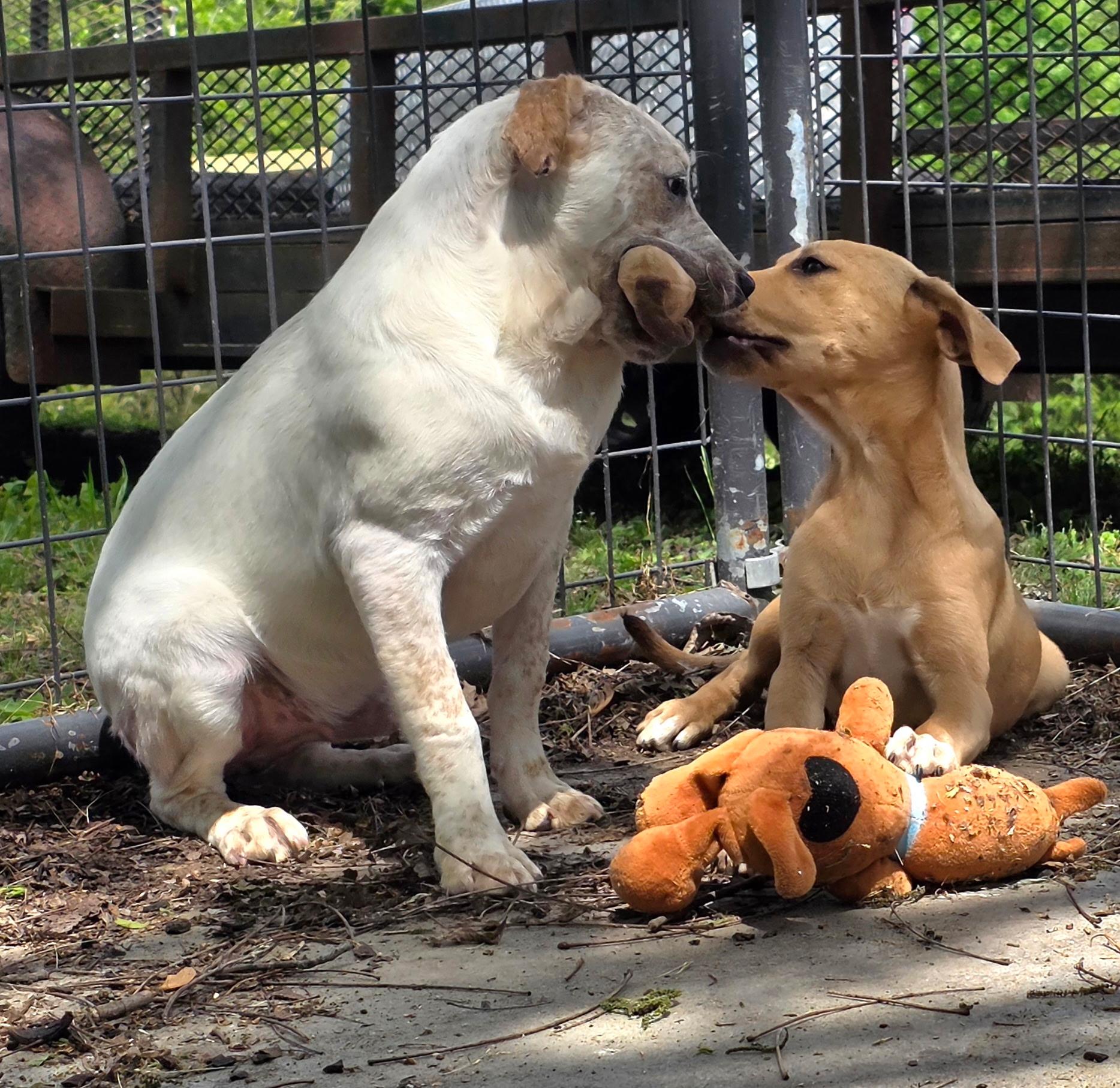 Enlarge Dragon Lee , a Adoptable mixed breed in Watertown, CT image 3/5