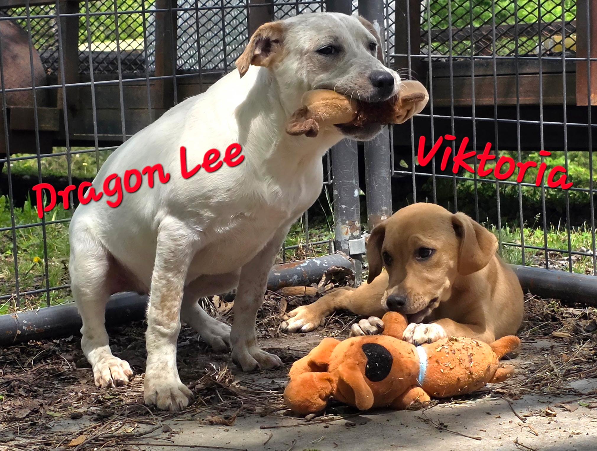 Enlarge Dragon Lee , a Adoptable mixed breed in Watertown, CT image 2/5