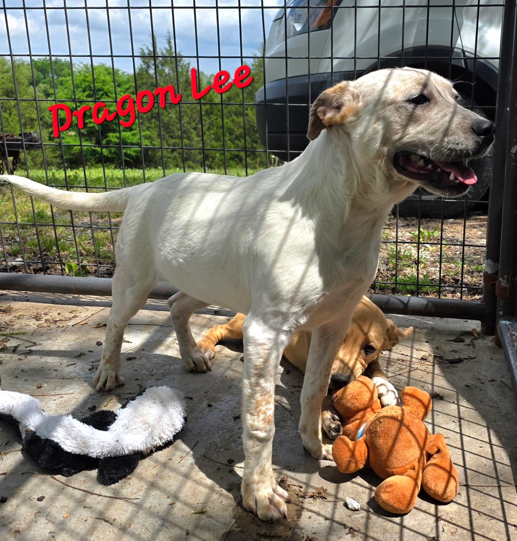 Dragon Lee , Adoptable, Young Male Australian Cattle Dog / Blue Heeler & Labrador Retriever.