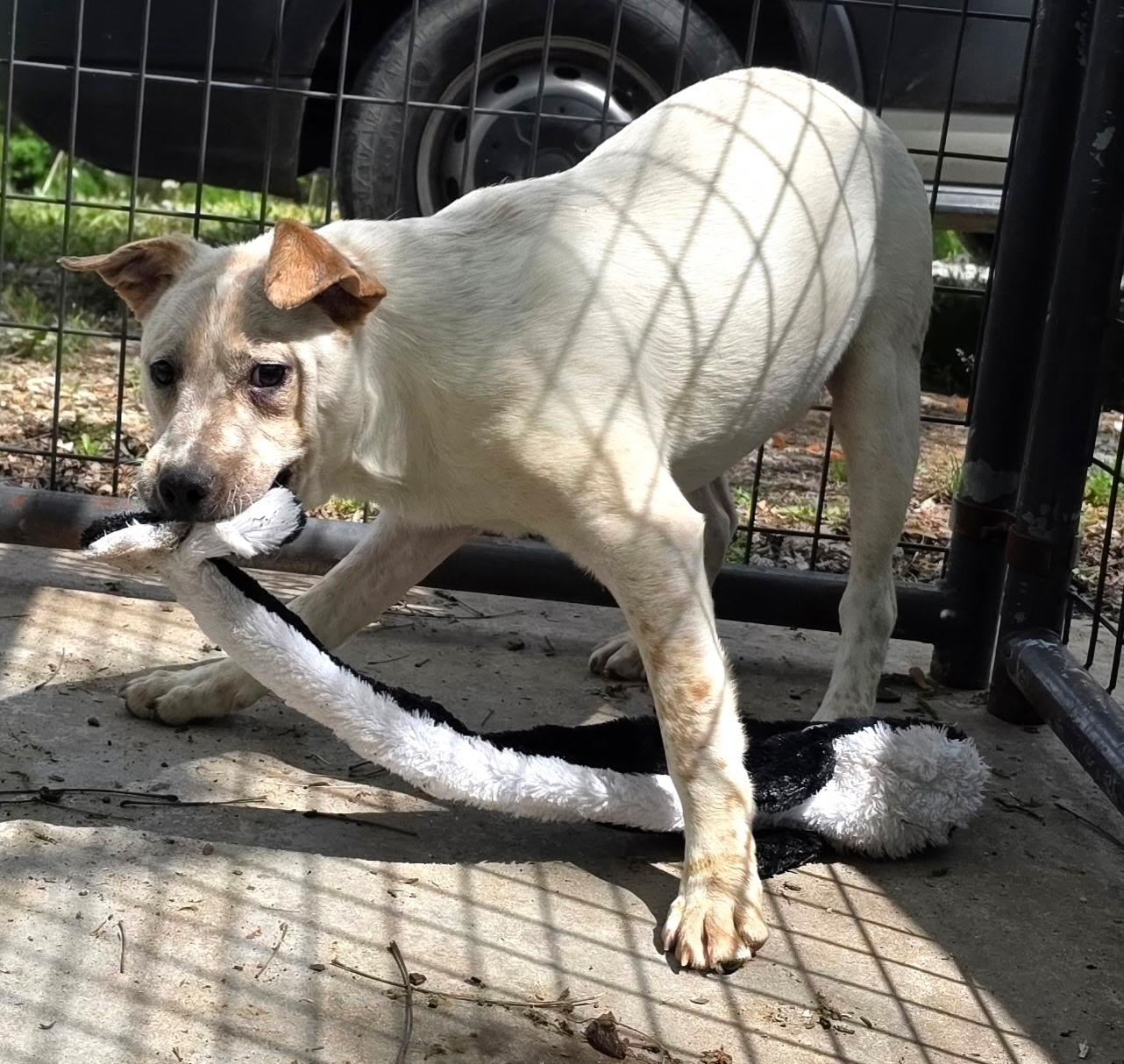 Enlarge Dragon Lee , a Adoptable mixed breed in Watertown, CT image 4/5