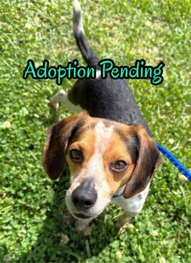 Binky, Adoptable, Young Male Beagle.