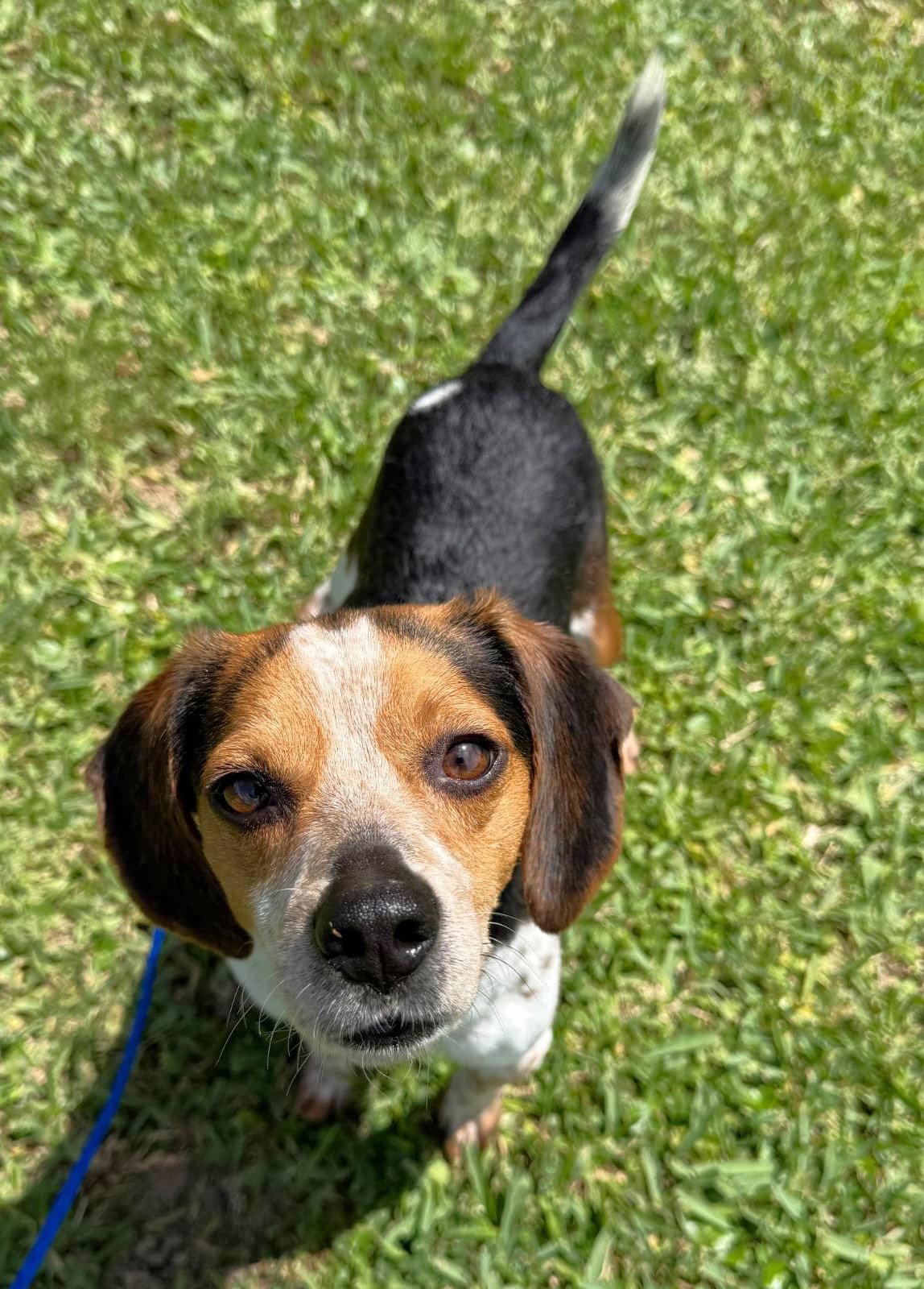 Enlarge Binky, a Adoptable Beagle in Dunnellon, FL image 2/3