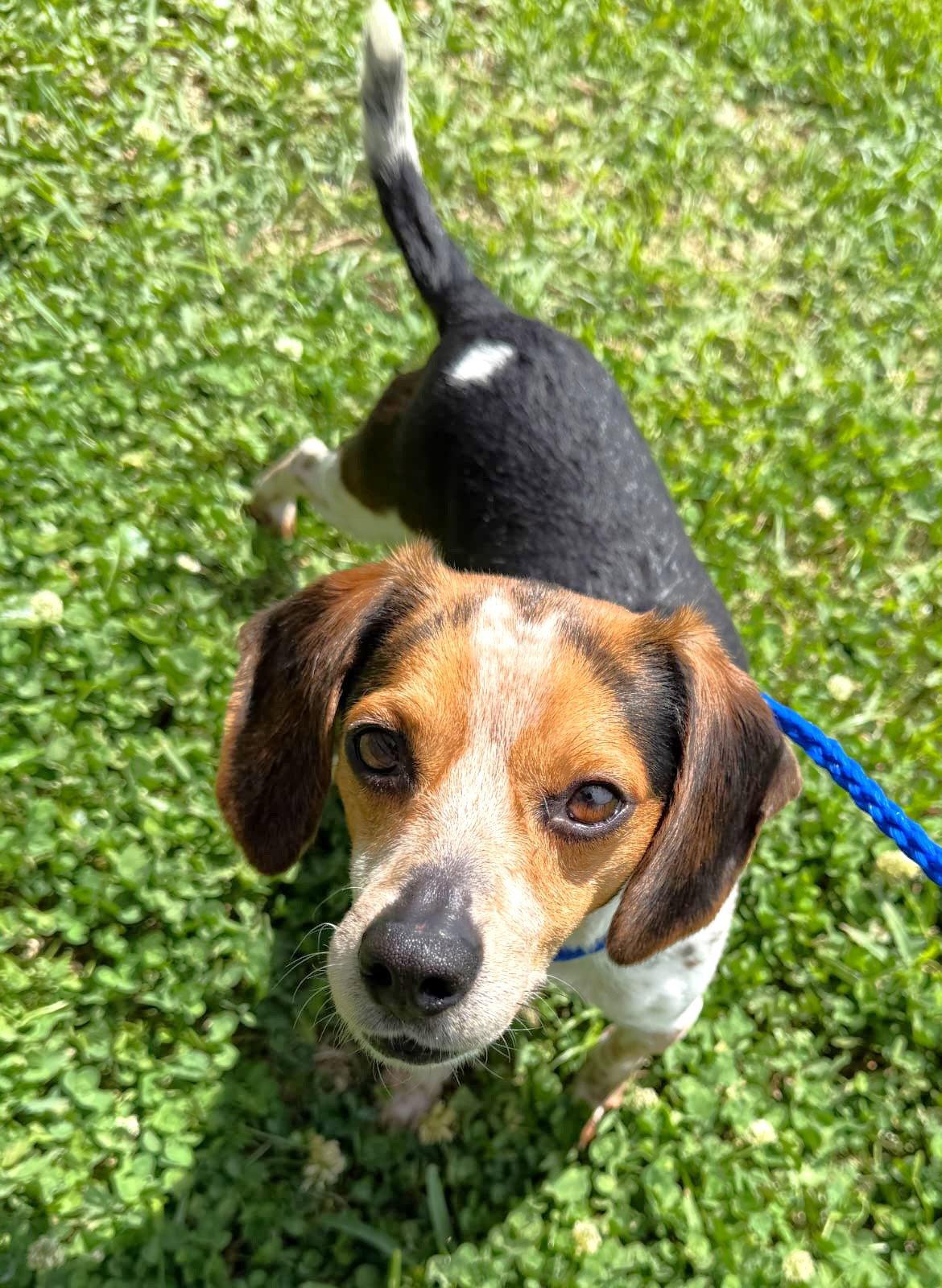 Enlarge Binky, a Adoptable Beagle in Dunnellon, FL image 3/3