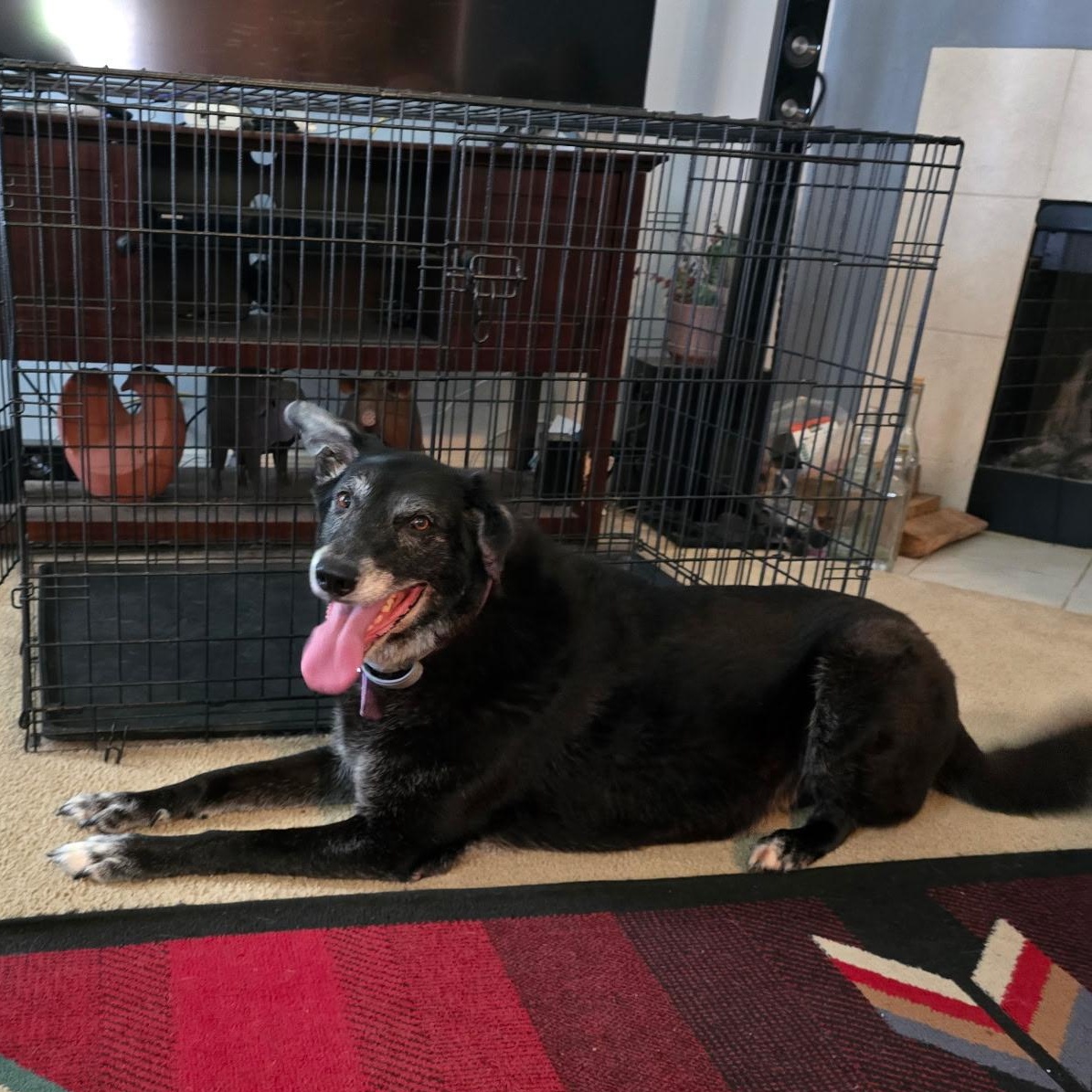 MAJOR, an adoptable Labrador Retriever in Farmington, UT, 84025 | Photo Image 4