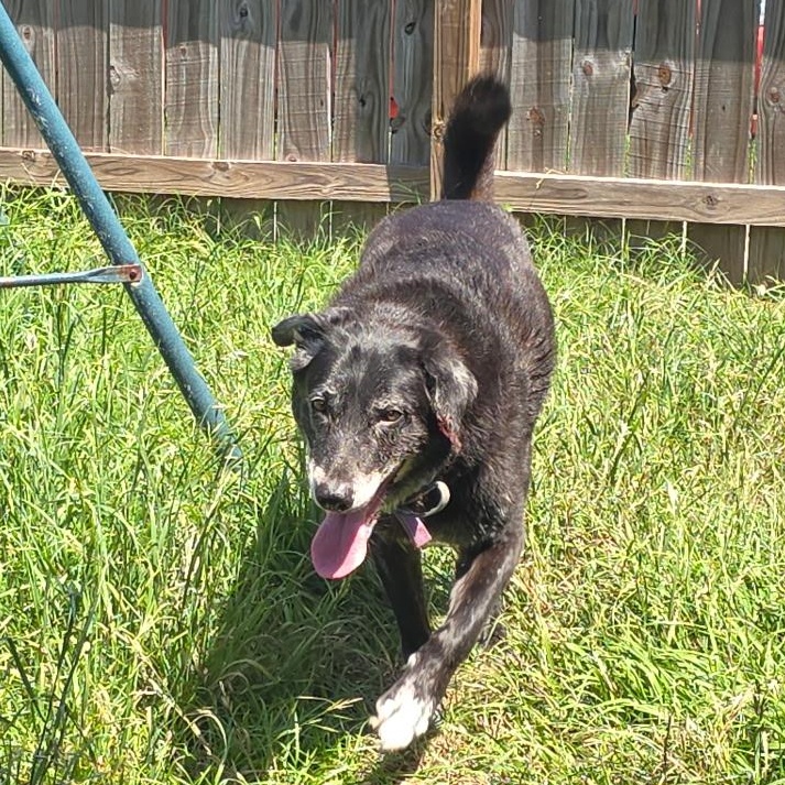 MAJOR, an adoptable Labrador Retriever in Farmington, UT, 84025 | Photo Image 5