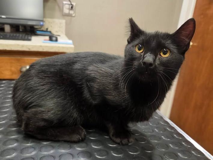 Indigo, a ADOPTABLE Domestic Short Hair in College Station, TX image 6/6