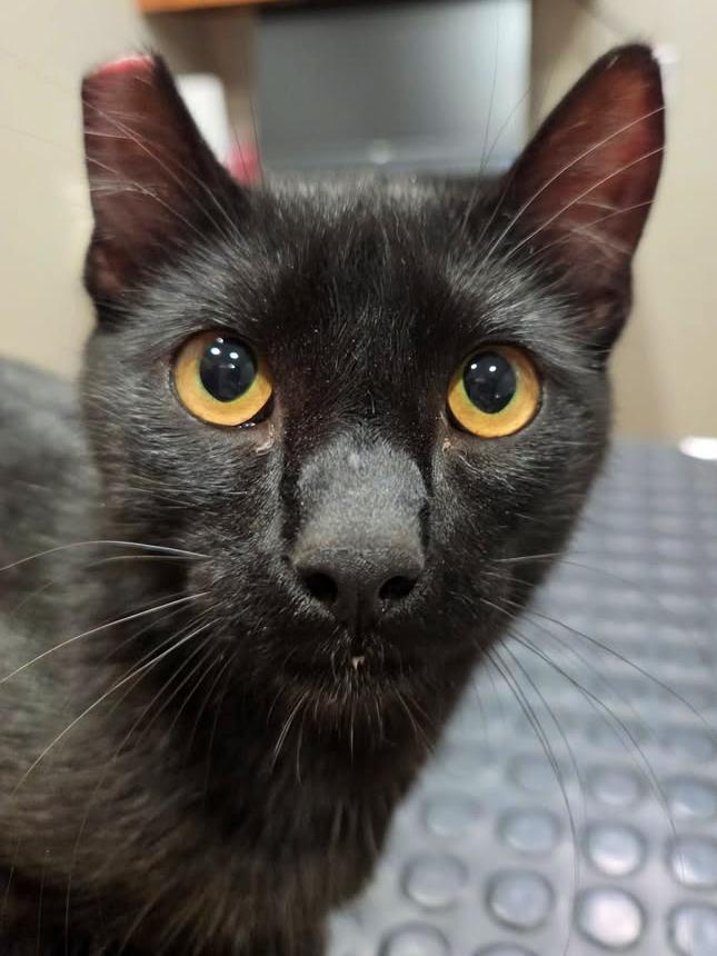 Indigo, a ADOPTABLE Domestic Short Hair in College Station, TX image 5/6