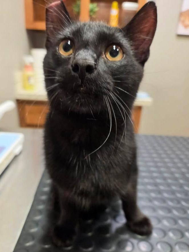 Indigo, a ADOPTABLE Domestic Short Hair in College Station, TX image 3/6