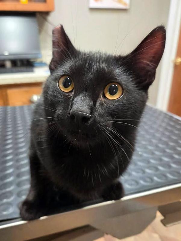Indigo, a ADOPTABLE Domestic Short Hair in College Station, TX image 4/6