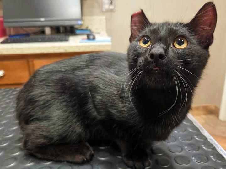 Indigo, a ADOPTABLE Domestic Short Hair in College Station, TX image 2/6