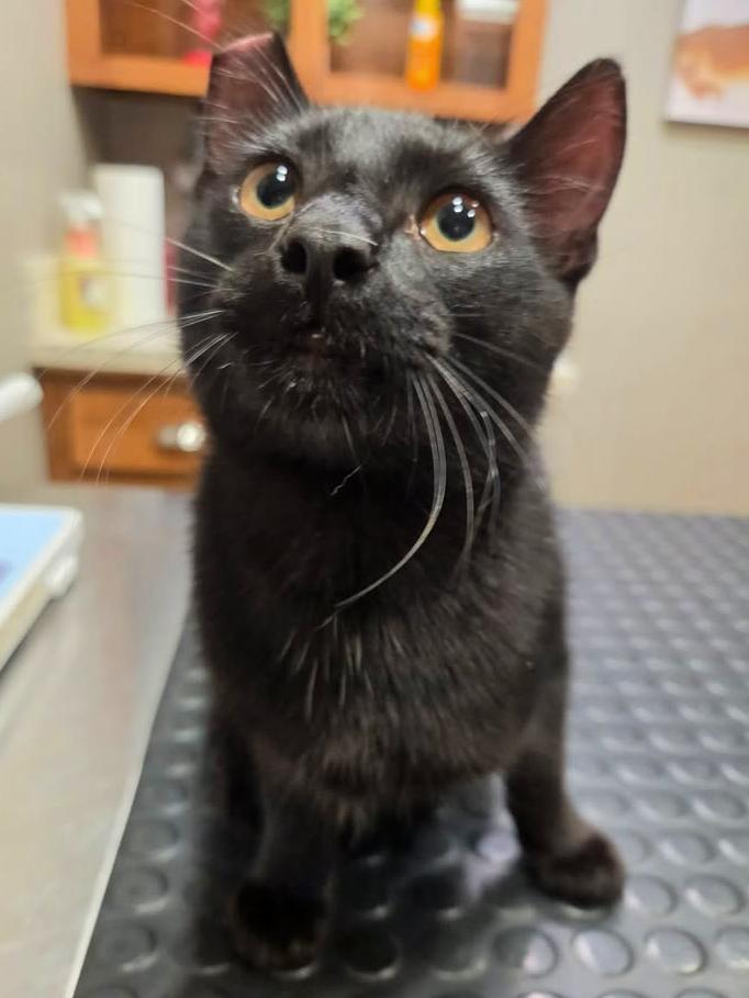 Indigo, a ADOPTABLE Domestic Short Hair in College Station, TX image 1/6