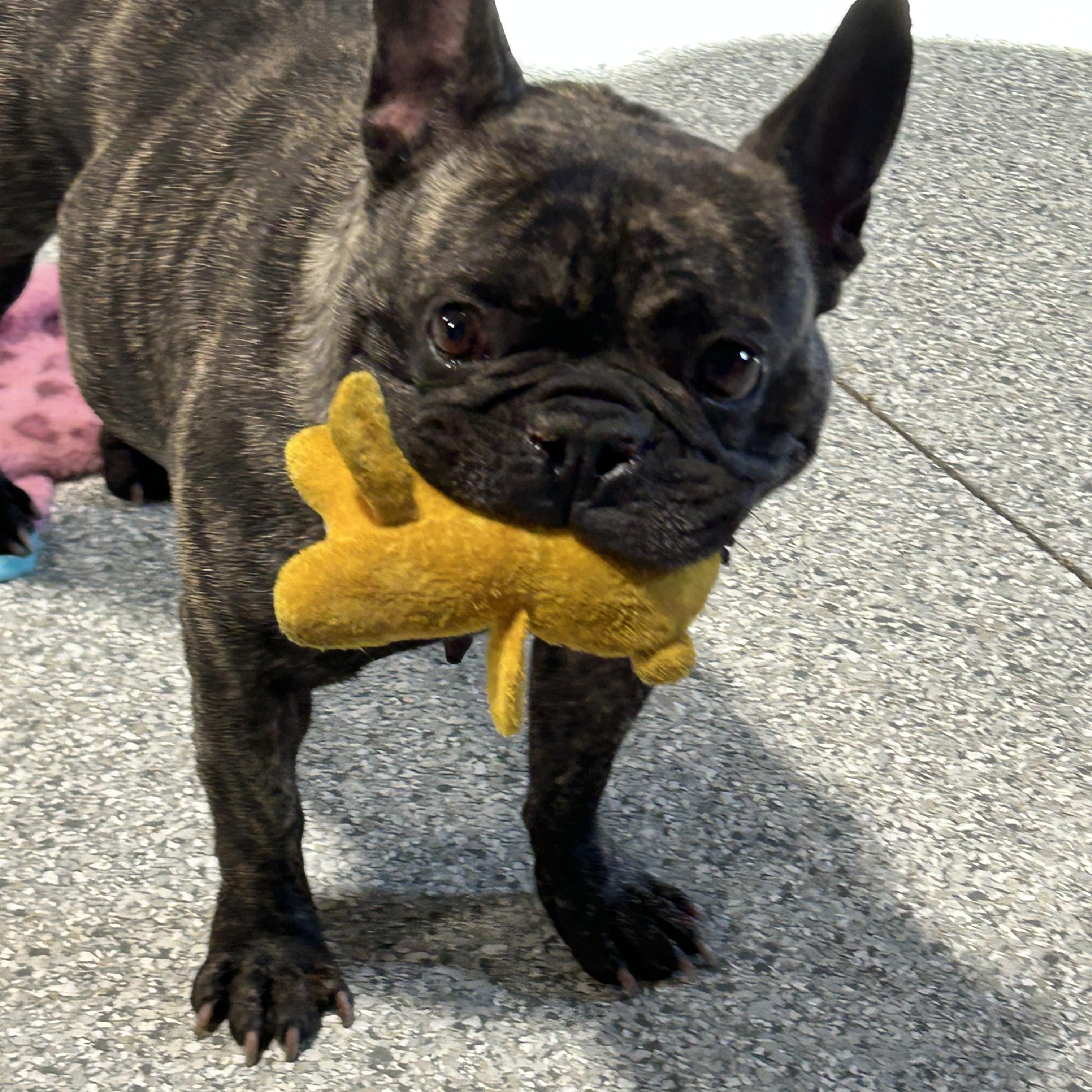 Summer Sausage.  Super