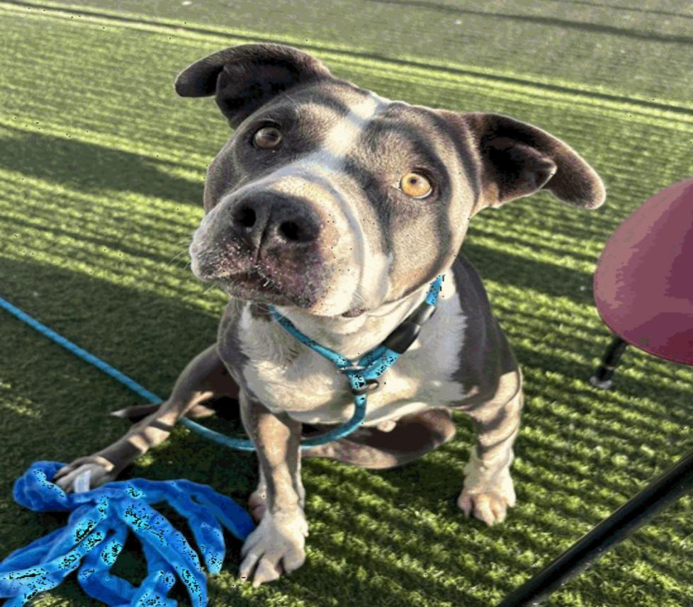 Dorothy, Adoptable, Adult Female Pit Bull Terrier.