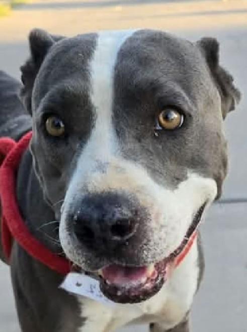 Enlarge Dorothy, a Adoptable Pit Bull Terrier in Scottsdale, AZ image 2/2