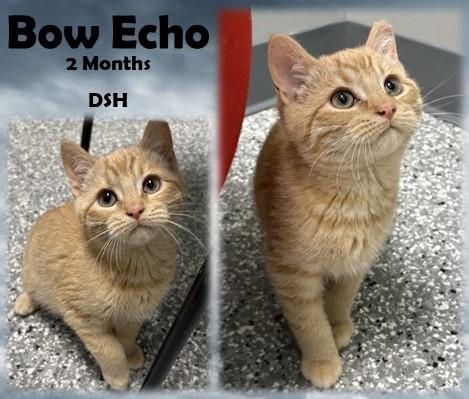Bow Echo, adopted, Young Male Domestic Short Hair.