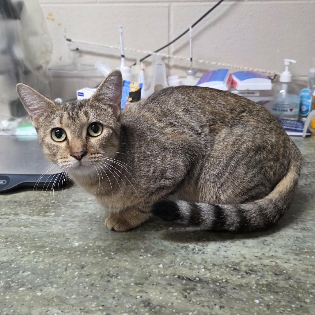 Enlarge Hazel, a Adoptable Domestic Short Hair in Pine Mountain, GA image 1/1