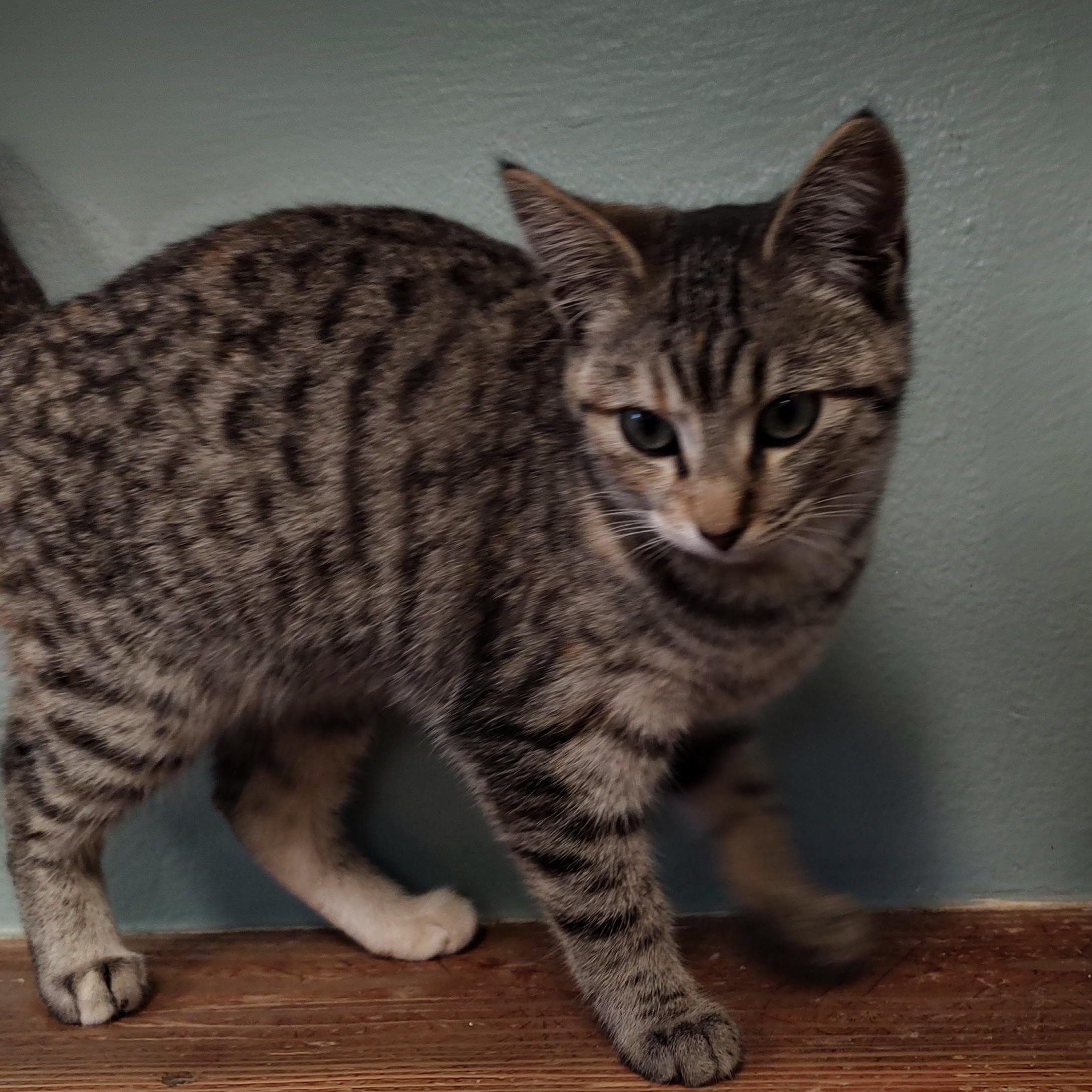 Enlarge Lariat, an adoptable Tabby in Driggs, ID image 2/4