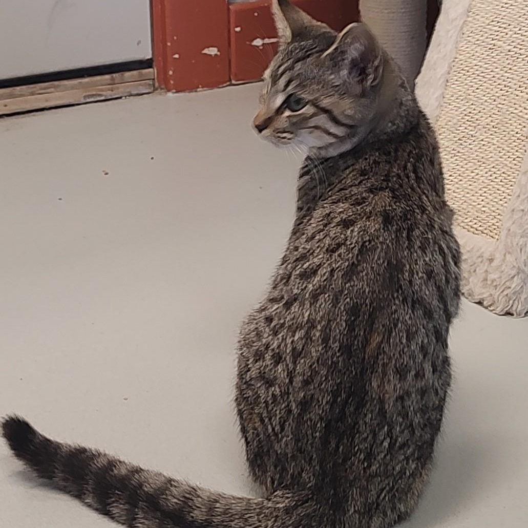 Enlarge Lariat, an adoptable Tabby in Driggs, ID image 3/4