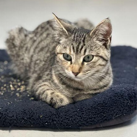 Lariat, adoptable, Kitten Female Tabby.