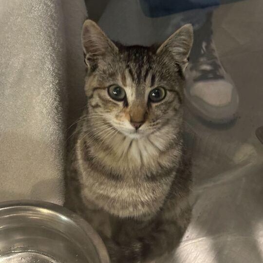 Enlarge Lariat, an adoptable Tabby in Driggs, ID image 4/4