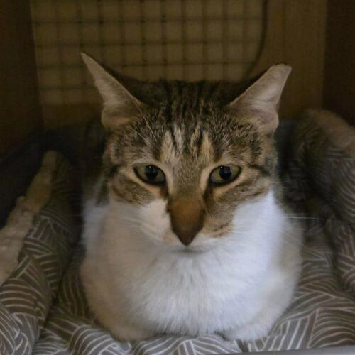 Nira, Adoptable, Young Female Domestic Short Hair.