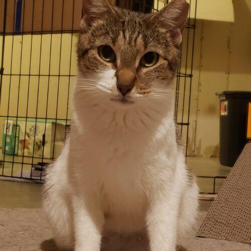 Enlarge Nira, a Adoptable Domestic Short Hair in Seven Valleys, PA image 4/6