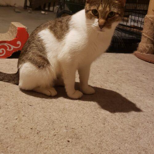 Enlarge Nira, a Adoptable Domestic Short Hair in Seven Valleys, PA image 5/6