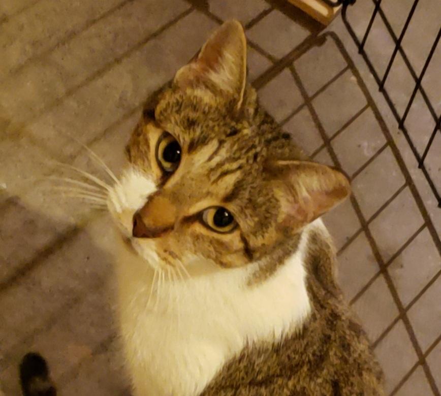 Enlarge Nira, a Adoptable Domestic Short Hair in Seven Valleys, PA image 5/6