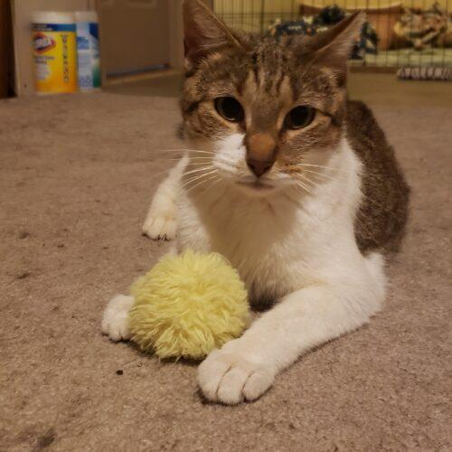 Enlarge Nira, a Adoptable Domestic Short Hair in Seven Valleys, PA image 6/6