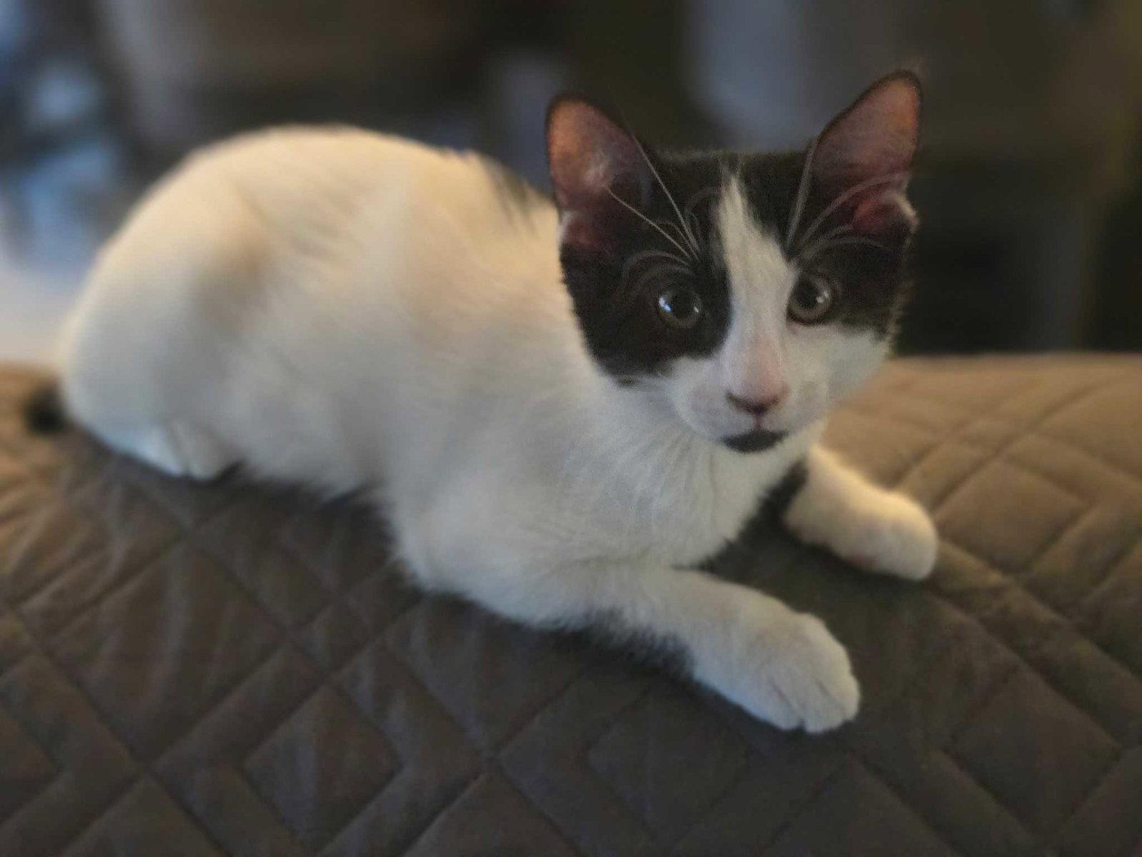 Enlarge Tank, a Adoptable American Shorthair in Buckeye, AZ image 1/3
