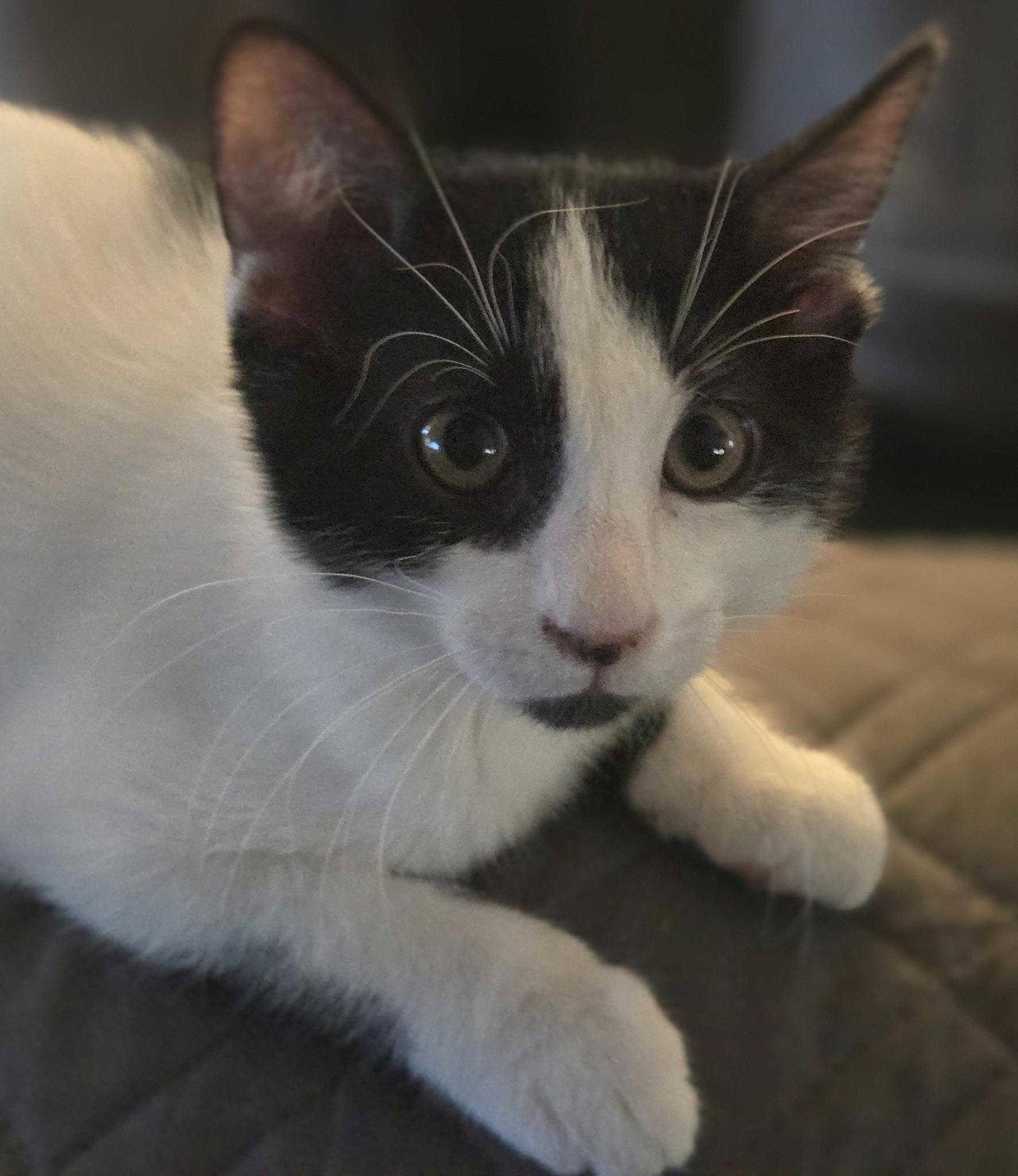 Enlarge Tank, a Adoptable American Shorthair in Buckeye, AZ image 3/3