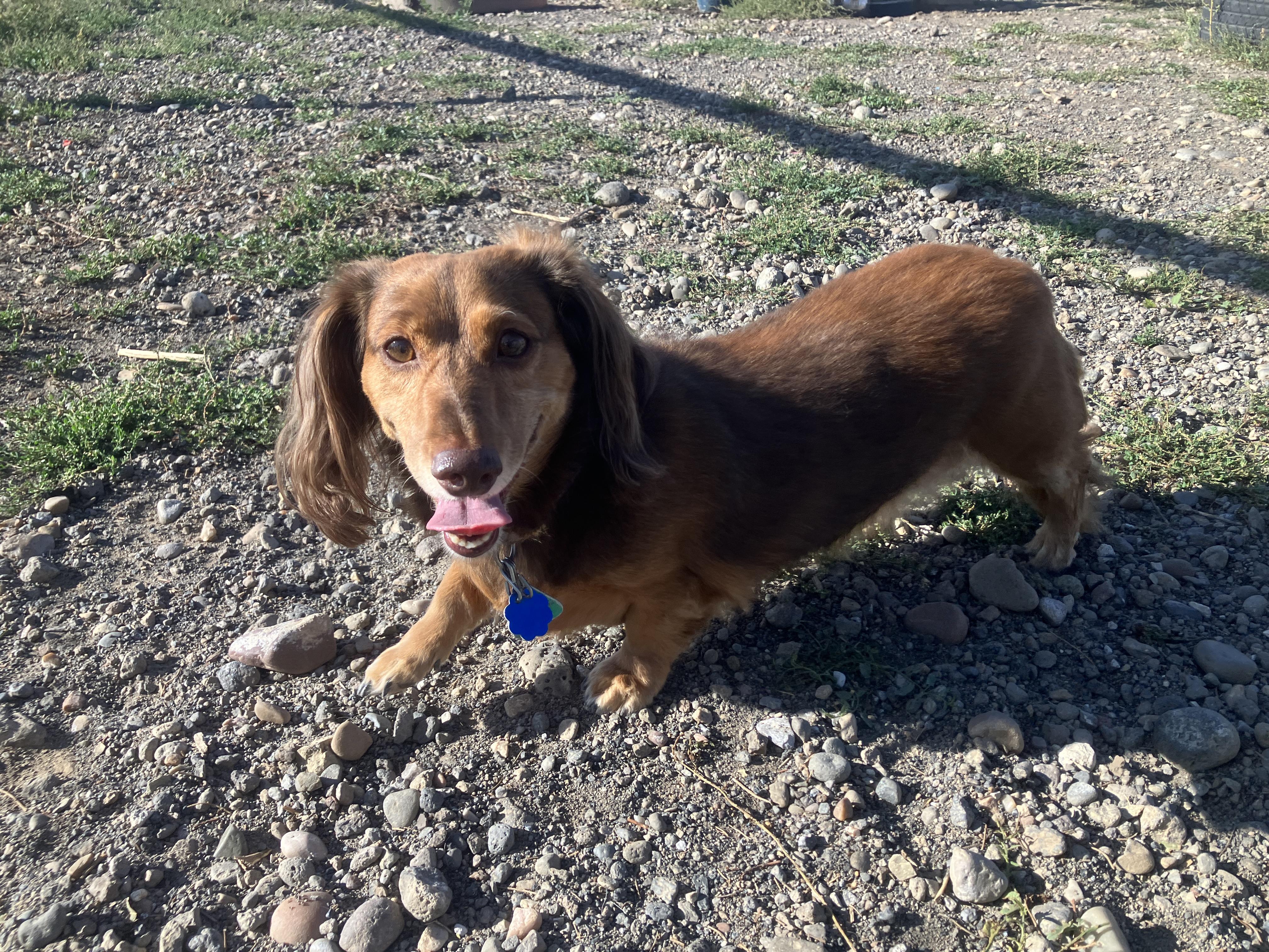Agatha, Adopted, Senior Female Dachshund.