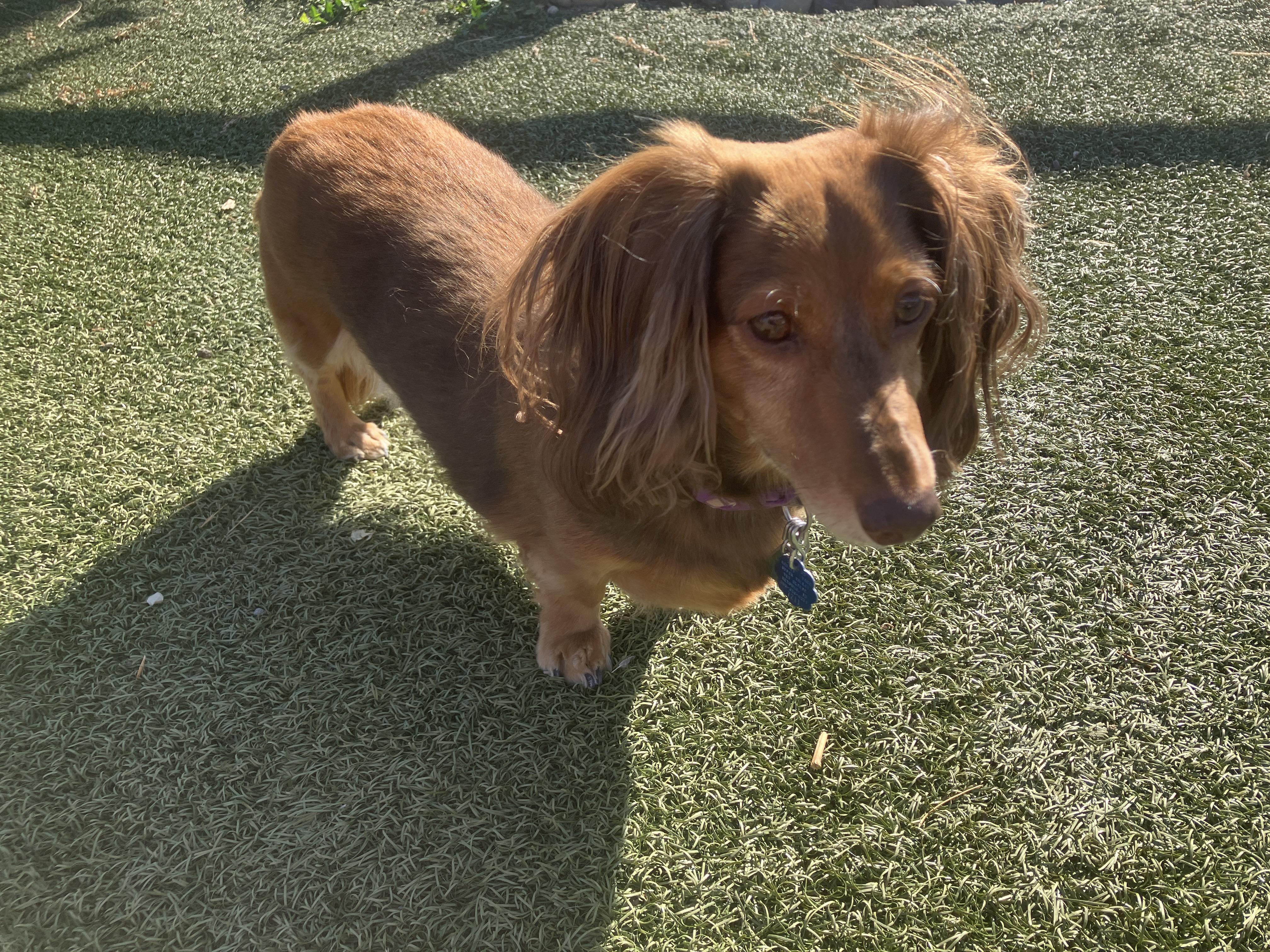 Enlarge Agatha, a Adopted Dachshund in St. Anthony, ID image 2/2