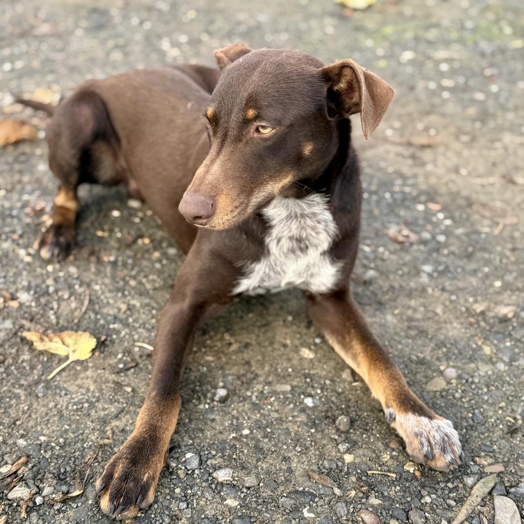 Enlarge Richard, a ADOPTABLE mixed breed in modesto, CA image 5/6